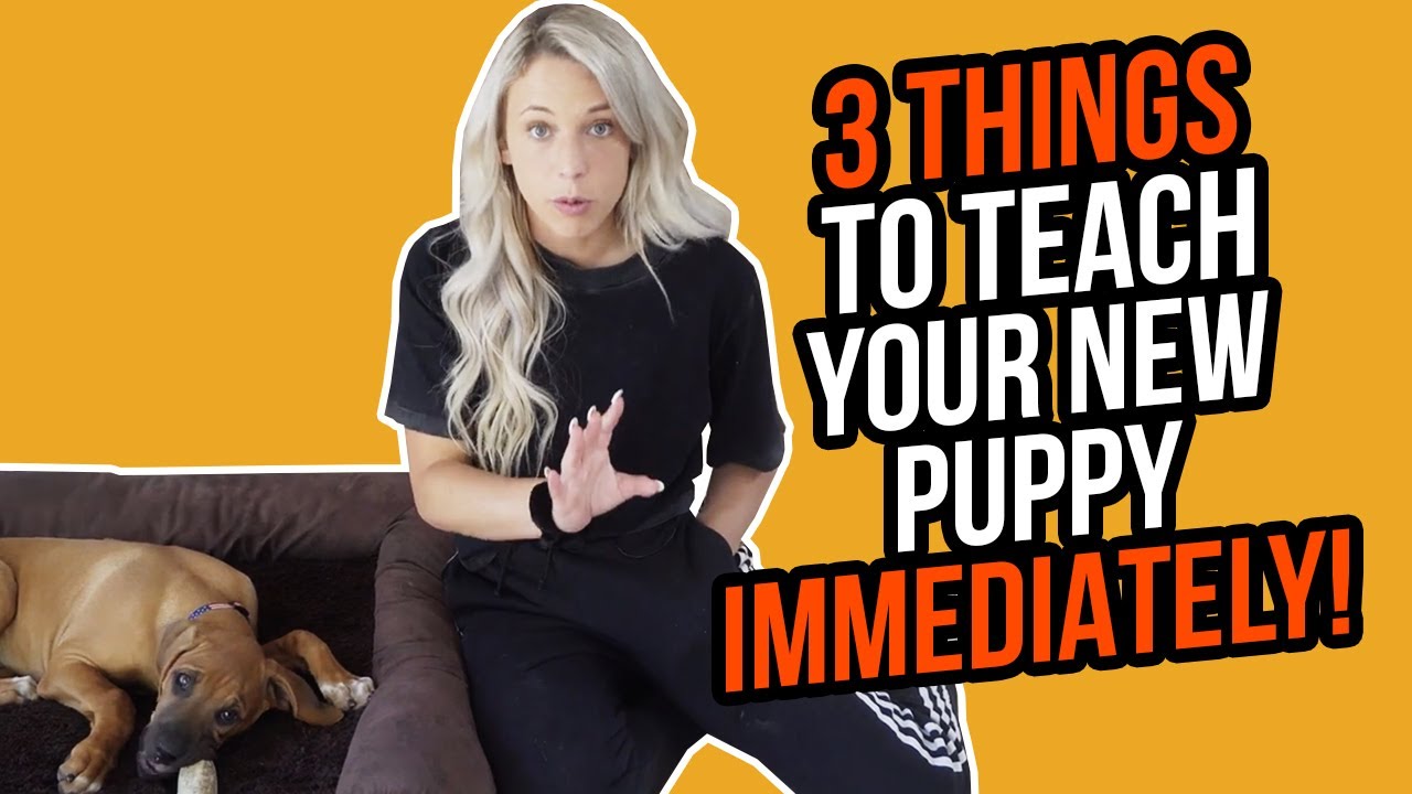 3 THINGS TO TEACH YOUR NEW PUPPY IMMEDIATELY!