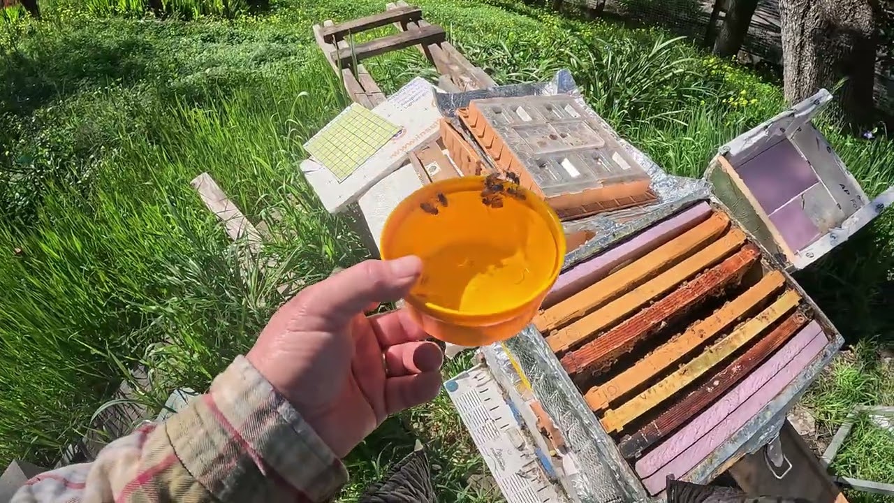 Mar 3rd - Lil'Hive Evicted their Queen!  #honeybee #beehive #beekeeper