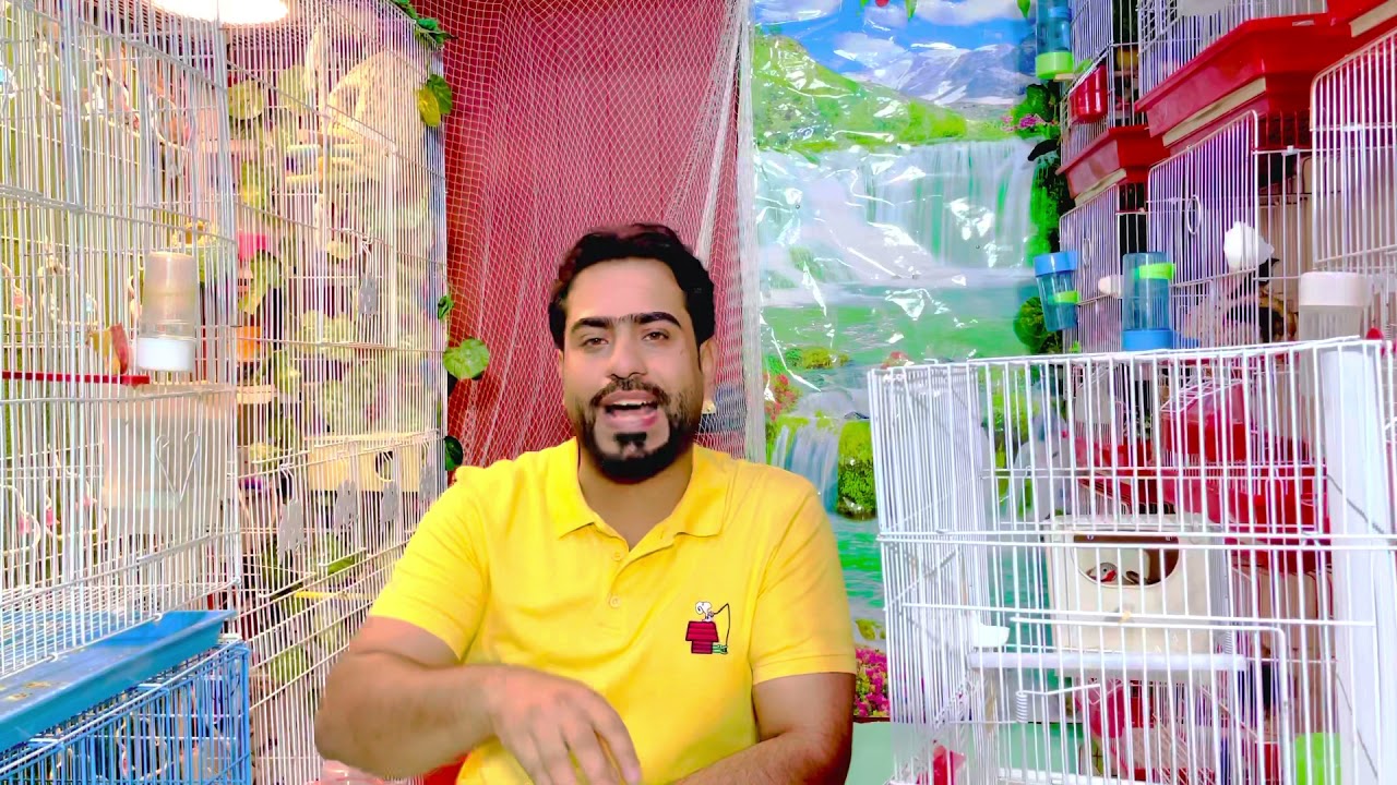 معلومات وشرح عن الطائر المذبوح فينش 🐤