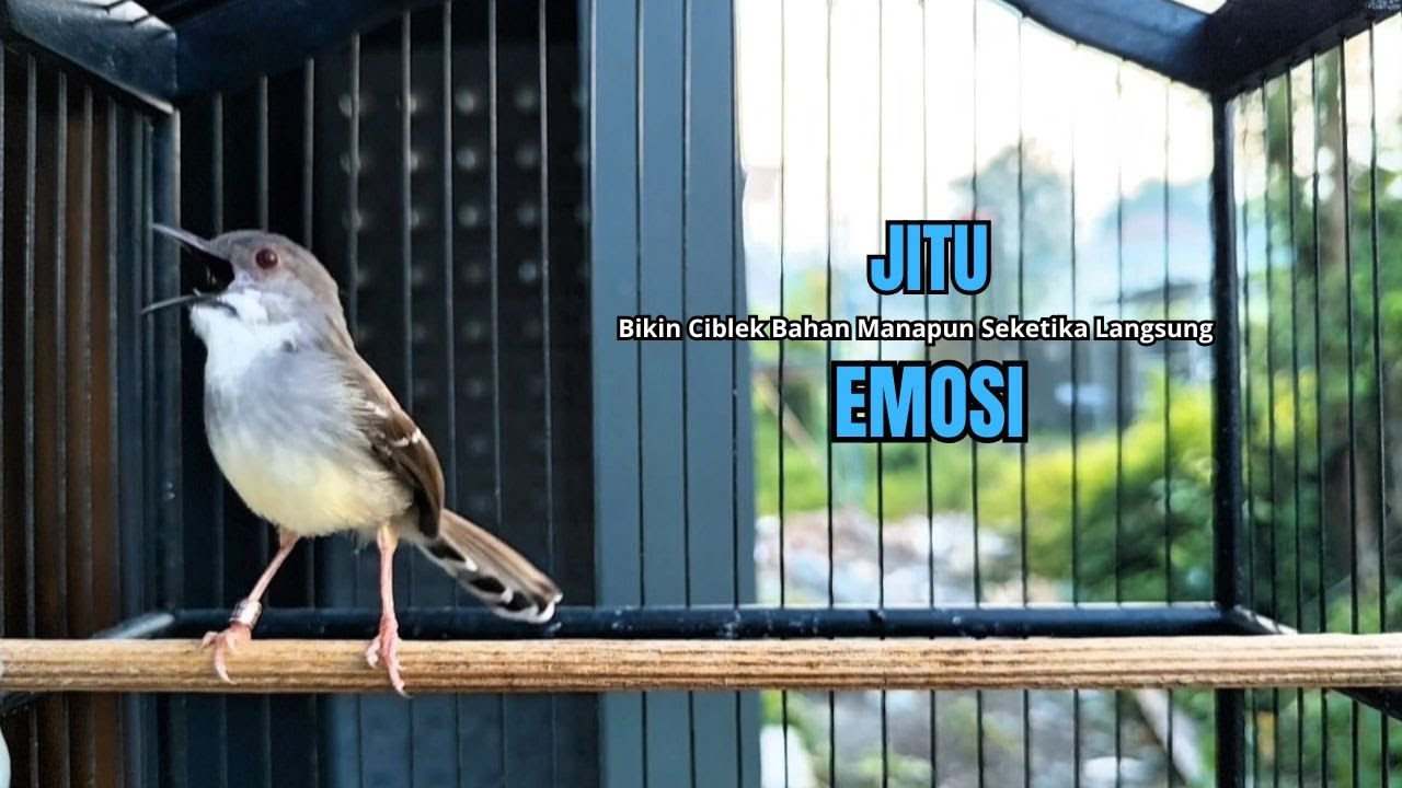 Burung Ciblek SEMI Gacor NGEBREN Untuk Pancingan Ciblek dan MASTERAN BURUNG Kesayangan Anda