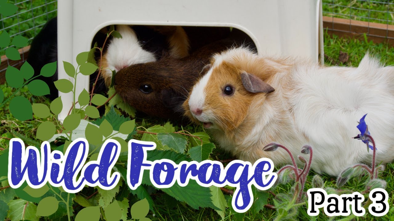 Wild Forage For Small Pets (part 3)