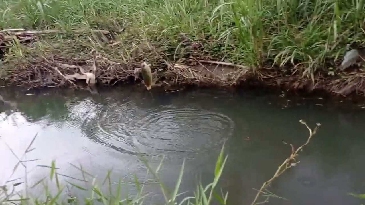 Rombongan babon betok terkuras dengan umpan pelet #mancing #fishing #ikan 