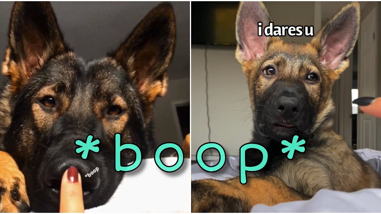 Bopping My Puppy Too Many Times