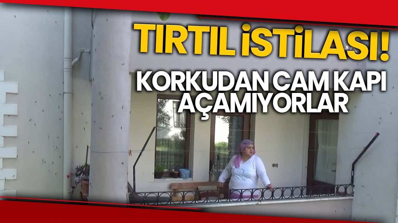 Tırtıl İstilası... Ağaçları Kurutan Tırtıl Şimdi de Binaları Tehdit Ediyor