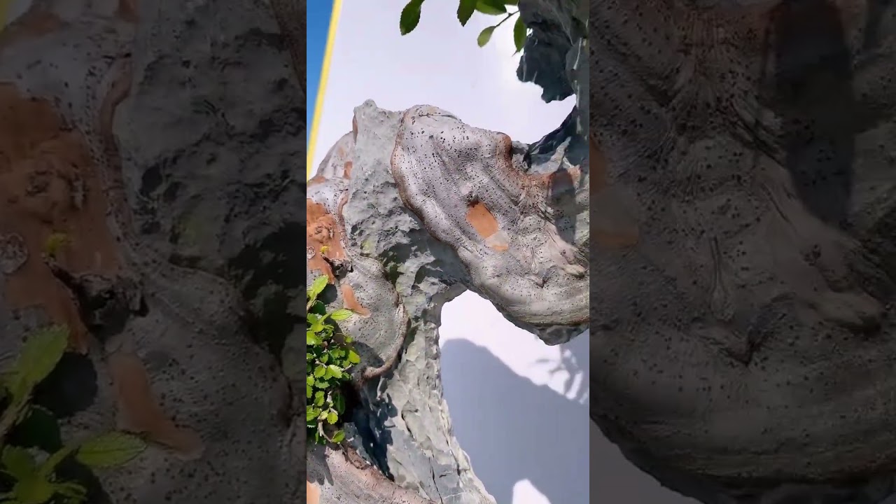 The rock marries the two together through the branches of the elm tree.