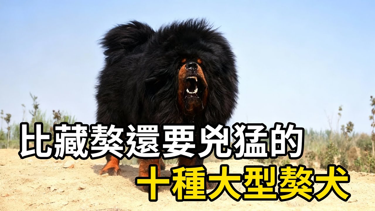 比藏獒還要兇猛的十種大型獒犬！| #動物世界  #動物科普 #紀錄片 #有趣  #creative