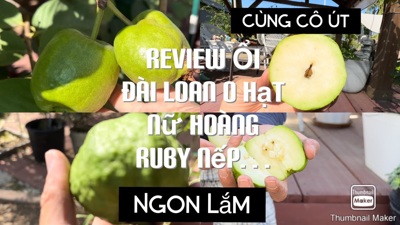 Hái Và Review Ổi Nữ Hoàng Ổi Đài Loan O Hạt Cùng Út Nhỏ tt495