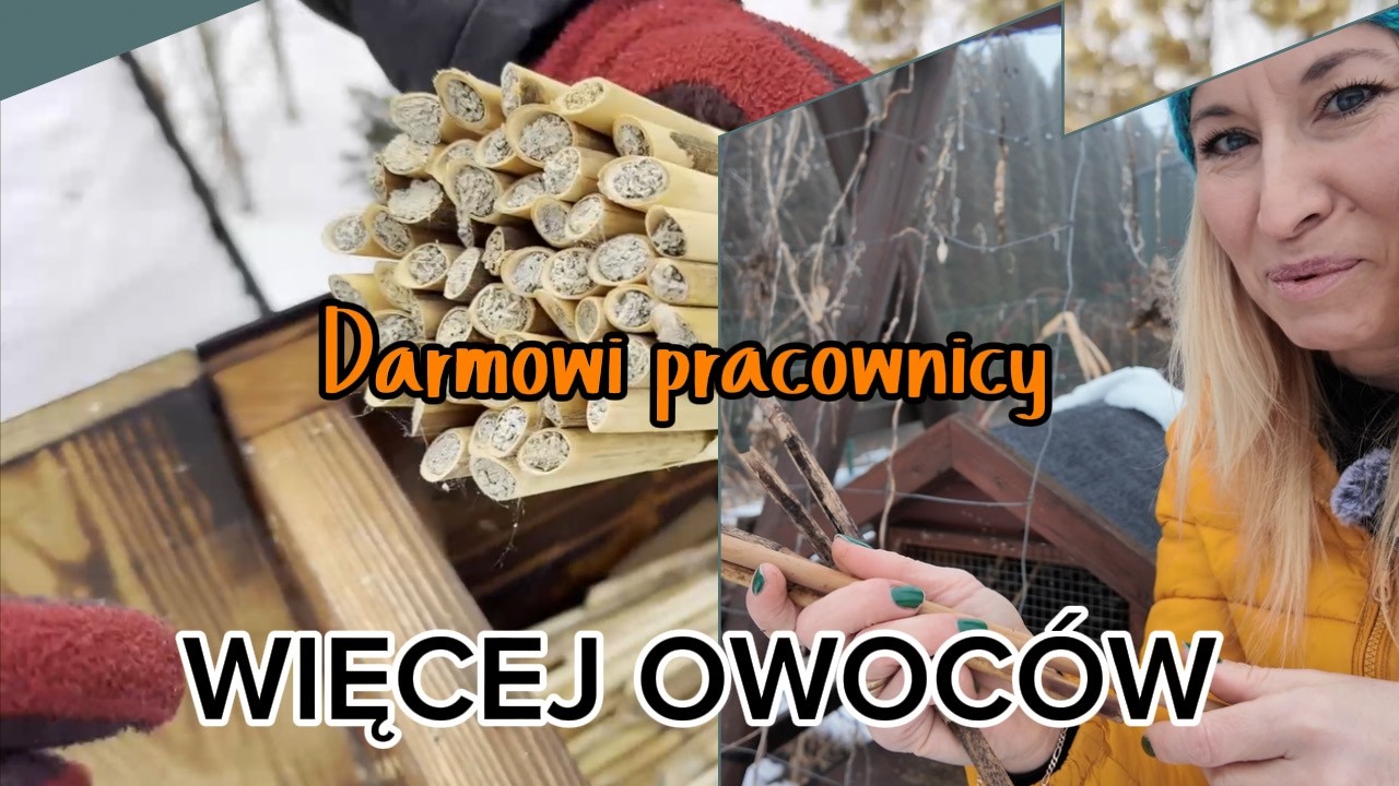 Zwiększ plony dzięki murarkom - zacznij od wyciągania kokon&oacute;w! (Instrukcje krok po kroku)