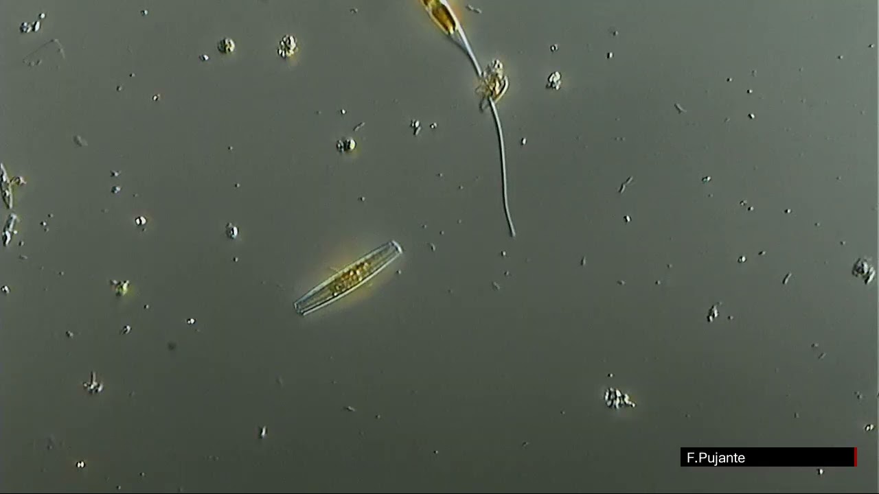 NITZSCHIA CLOSTERIUM DIATOMEA