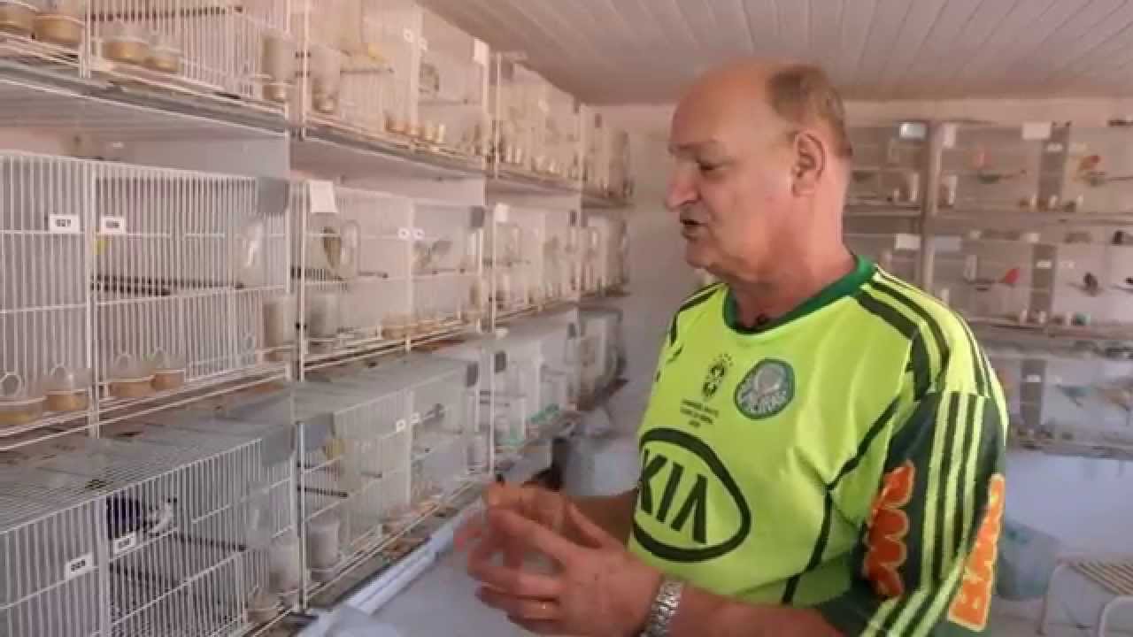 Criação de Canários com Edemir Trevizoli - Video 3