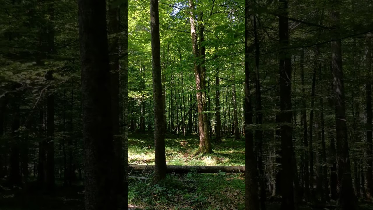 The Absolute Silence in the Forest at St. Bartholom&auml; in K&ouml;nigssee on 25.06.2023