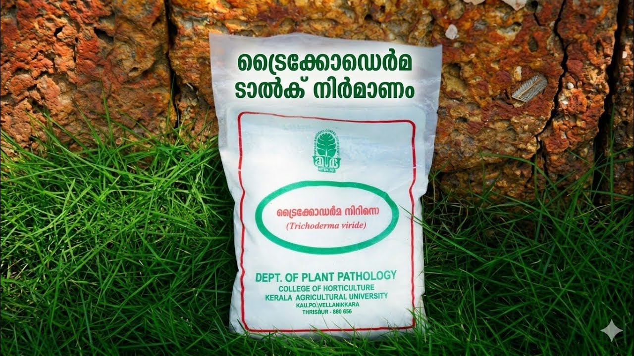 ട്രൈക്കോഡെർമ ടാൽക്ക് നിർമ്മാണം
