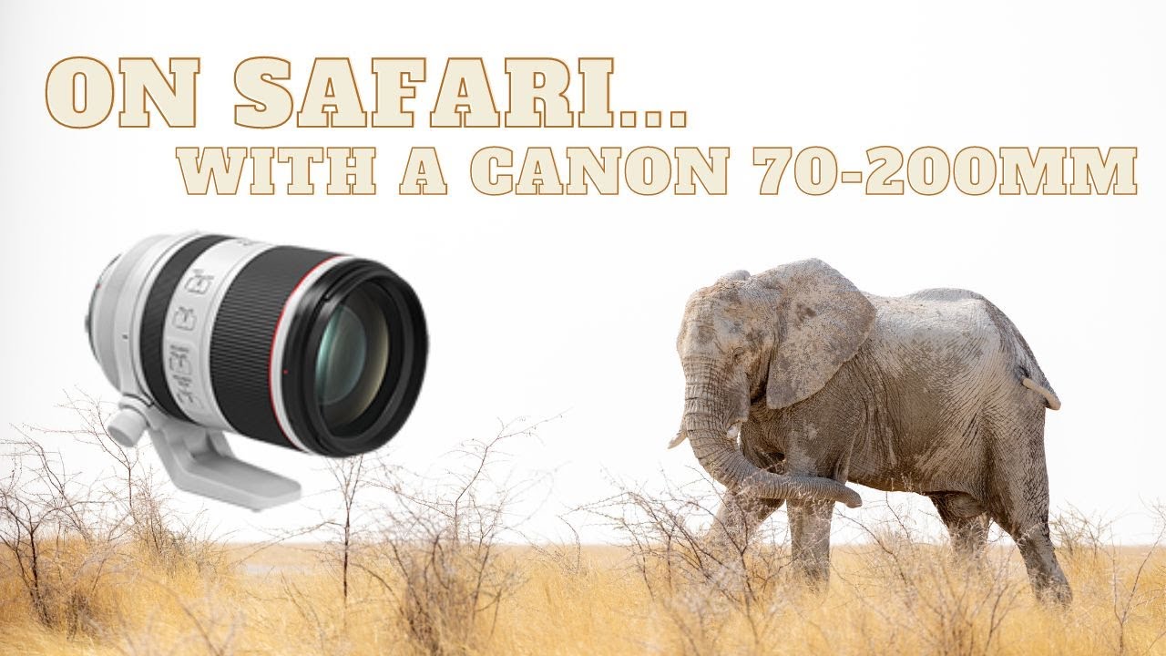 Обзор объектива Canon RF 70-200mm f/2.8 для съемки дикой природы