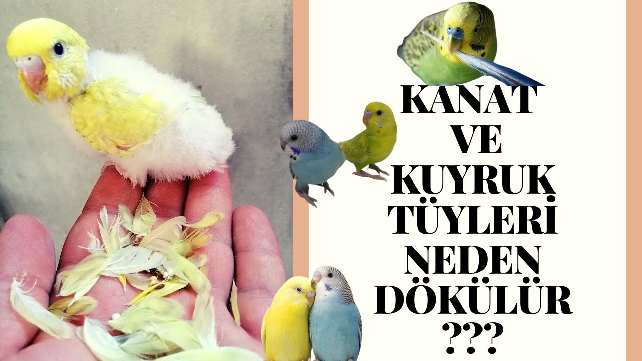 muhabbet kuşu kanat kuyruk tüyleri neden dökülür tedavisi nasıl yapılmalı??