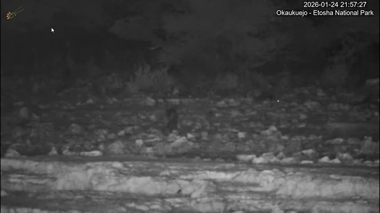Leopard at the Okaukuejo Waterhole