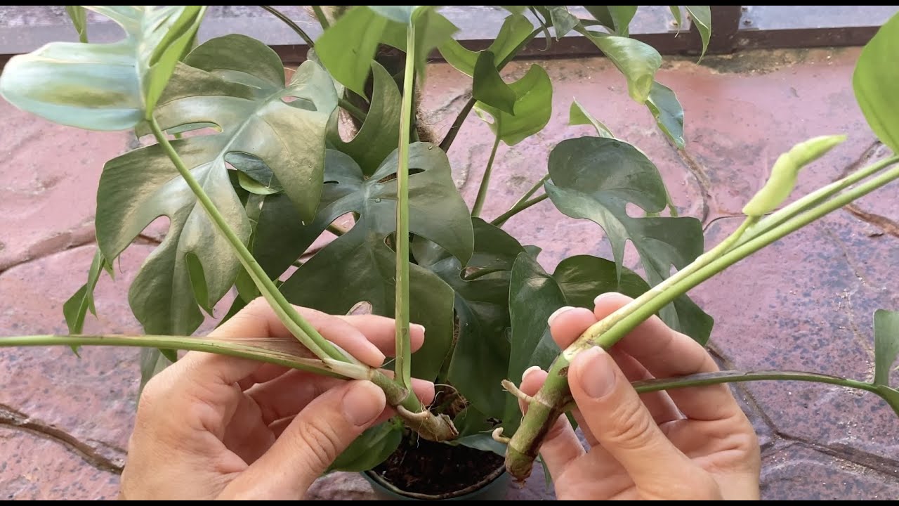 How to propagate Rhaphidophora tetrasperma (mini monstera) - water vs. moss experiment