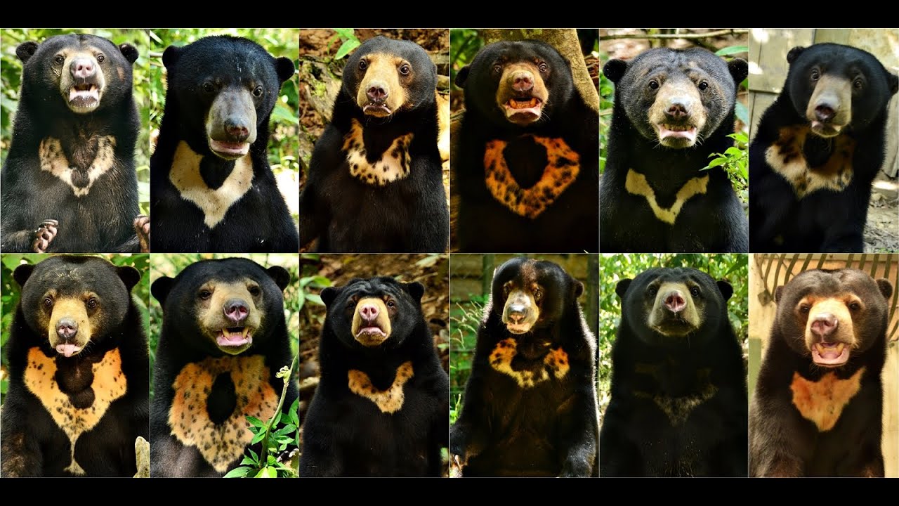 Sun Bear Characteristics | Sun Bear's Unique Chest Mark | BSBCC
