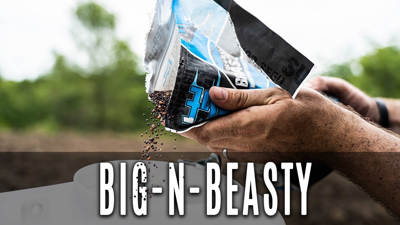 Best Brassica Food Plot | Big N Beasty