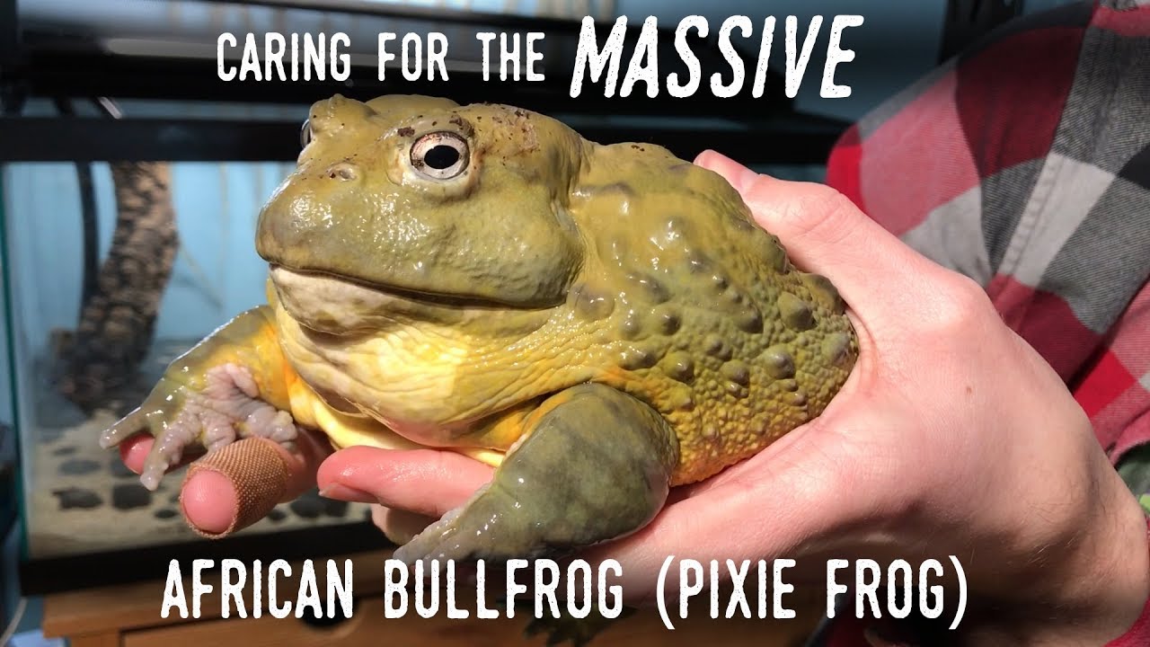 Setting Up a Truly GIANT Frog: Meet my New 7