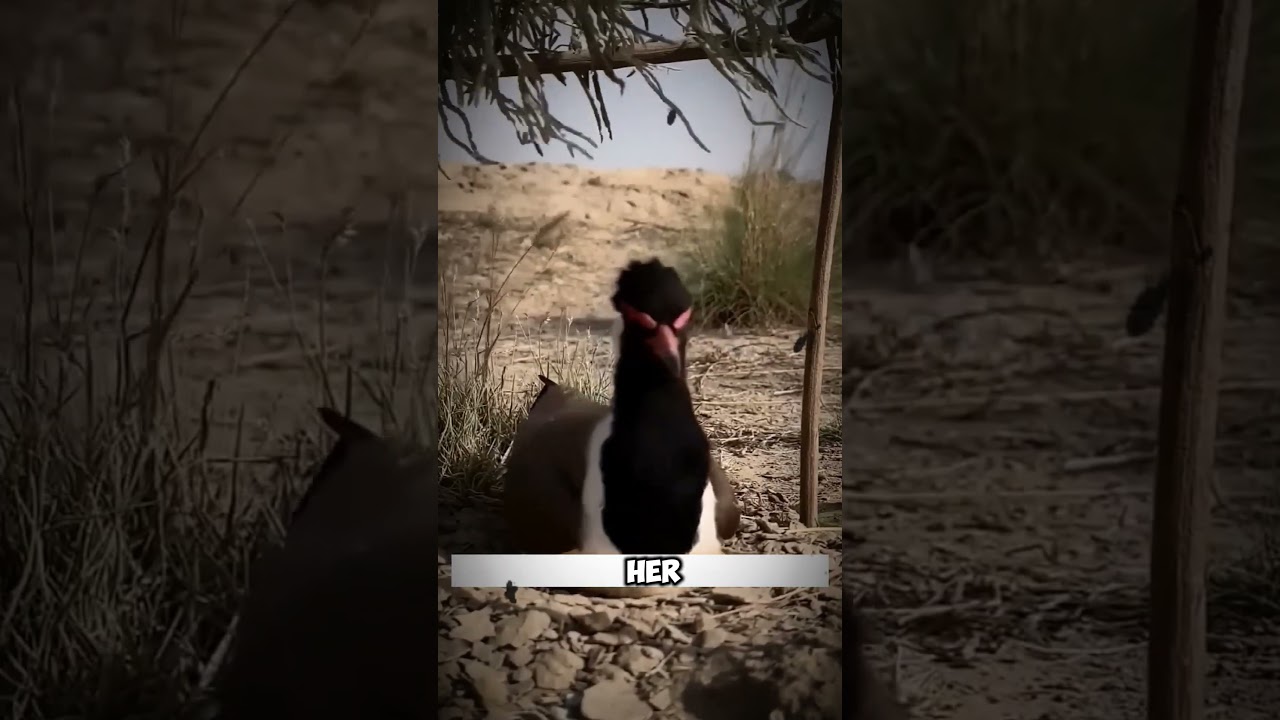 Kind Man Saves Bird Eggs: A Heartwarming Story of Compassion #shorts #short
