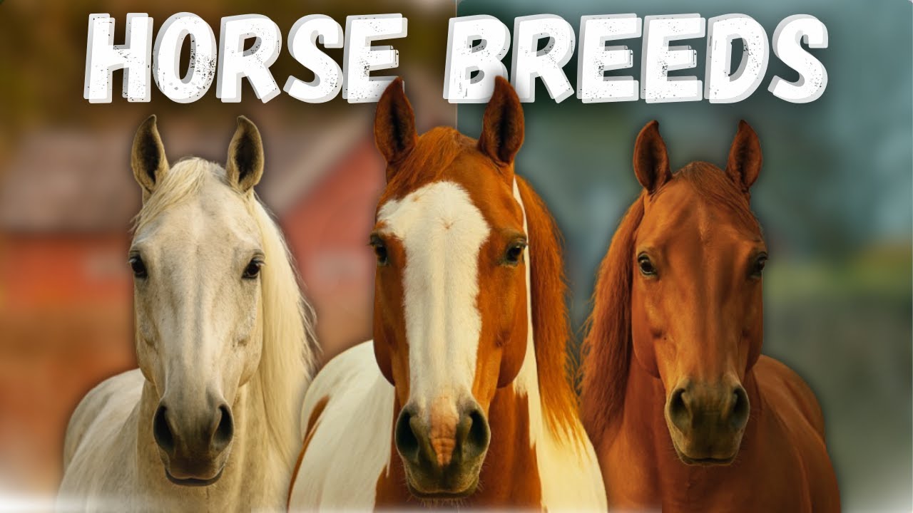 What Makes These 15 Horse Breeds So Special? | Full Breakdown | Wild Wide Web