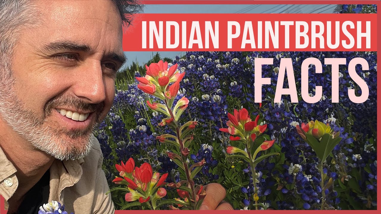 Indian Paintbrushes Are AMAZING and Edible
