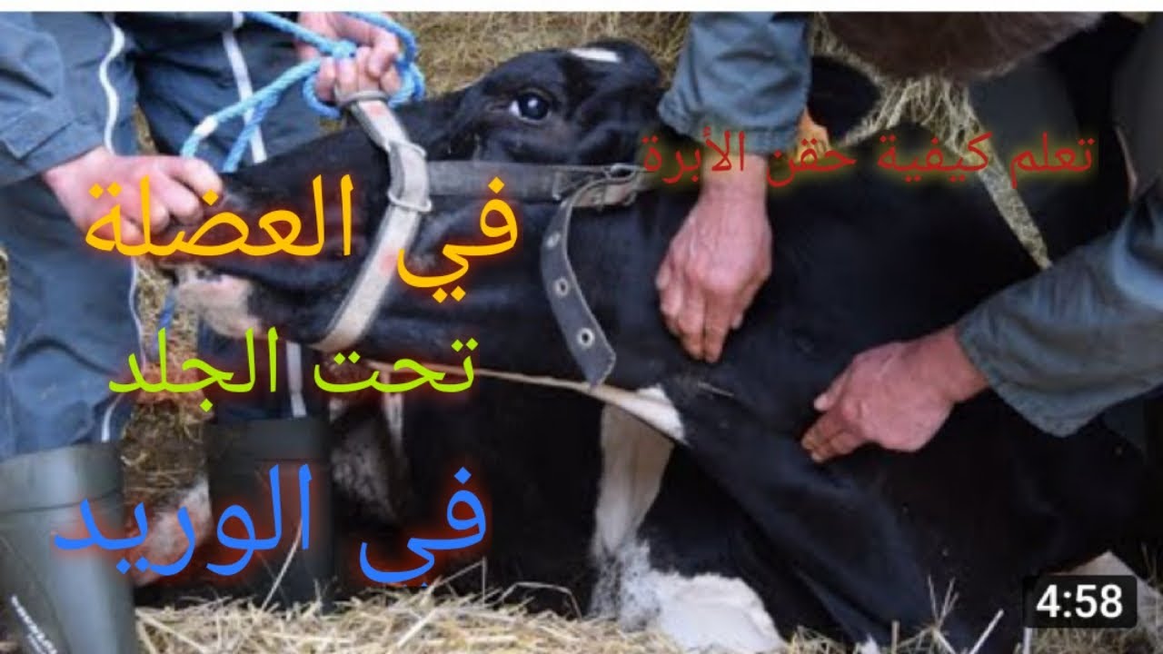 تعلم كيفية إعطاء الحقنة في العضلة ، في الوريد و تحت الجلد عند الأبقار و الأغنام و الماعز