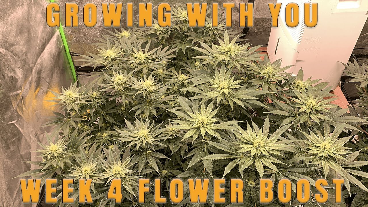 Growing with You S4 | Week 4 of Flower | Amazing stacking from our girls and crazy sugar production