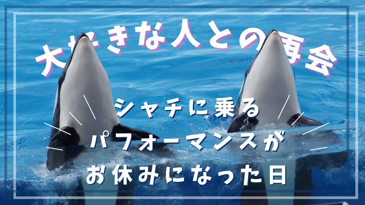 この日からランちゃんに乗るパフォーマンスが数ヶ月お休みに。 #シャチ #orca #神戸須磨シーワールド #水族館