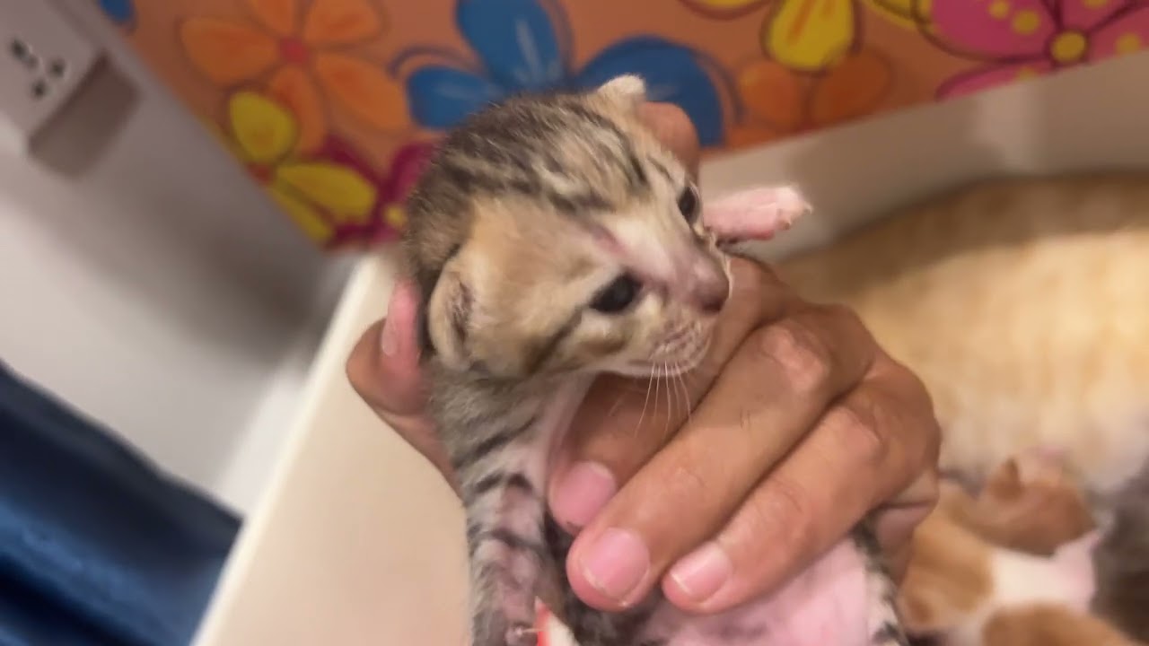 9 days old of 4 cute Kittens .