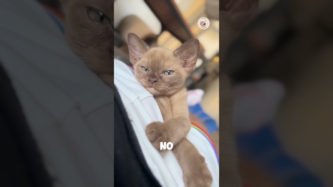 &iquest;Por qu&eacute; tu gato es tan cari&ntilde;oso por la ma&ntilde;ana? 🐾