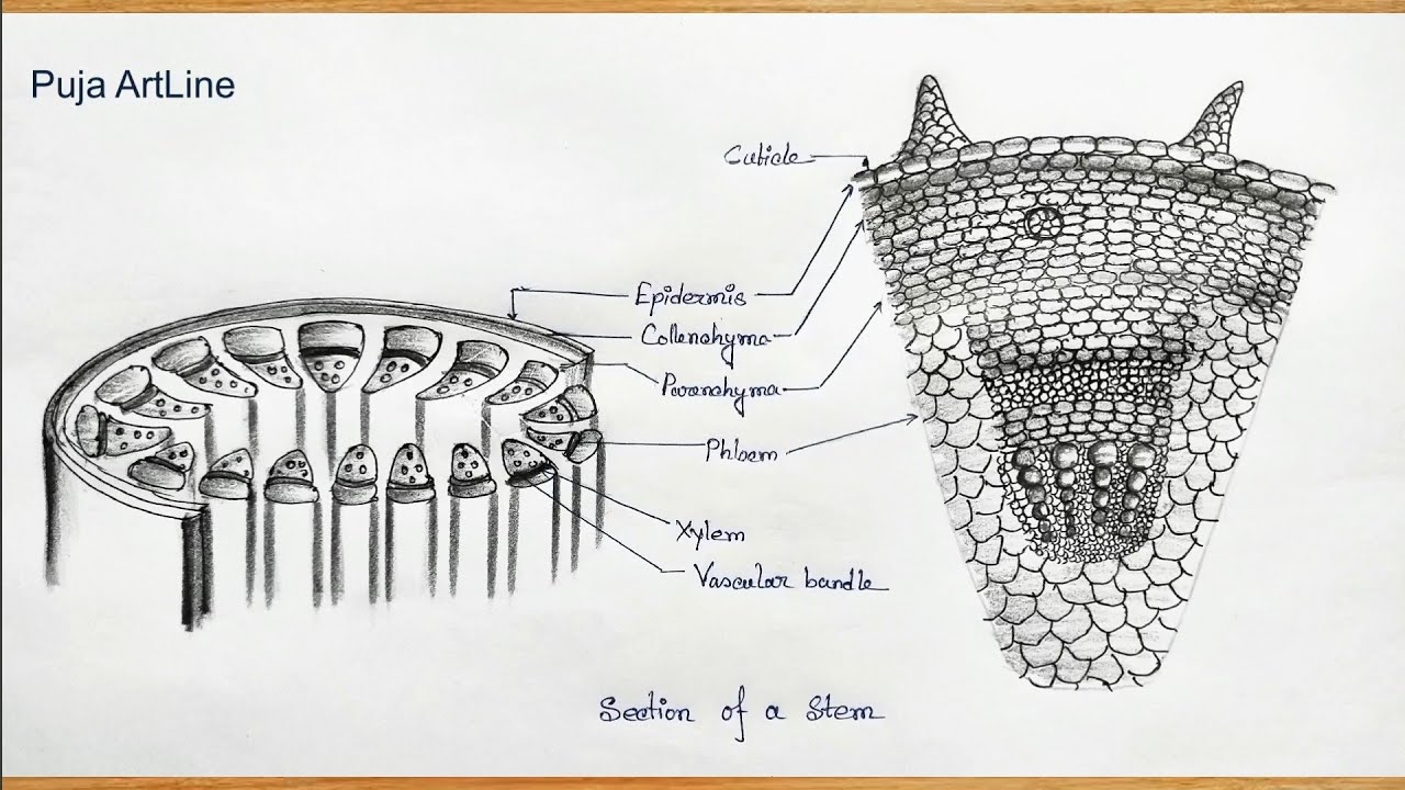 Section Of Stem Diagram/How To Draw Section Of Stem/Biology class/Labeled Science projects/practical
