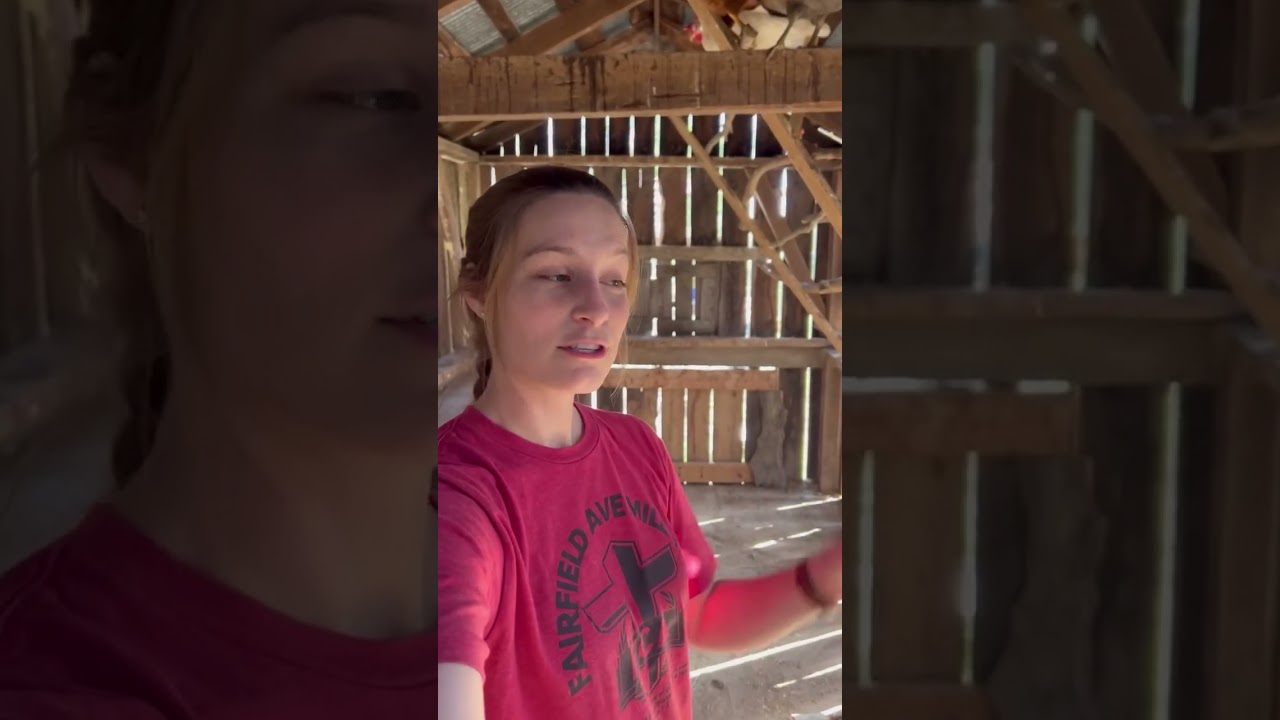How we clean & prep our chicken coop 2x a year for FREE!🐓   #farmlife #chickens #springcleaning