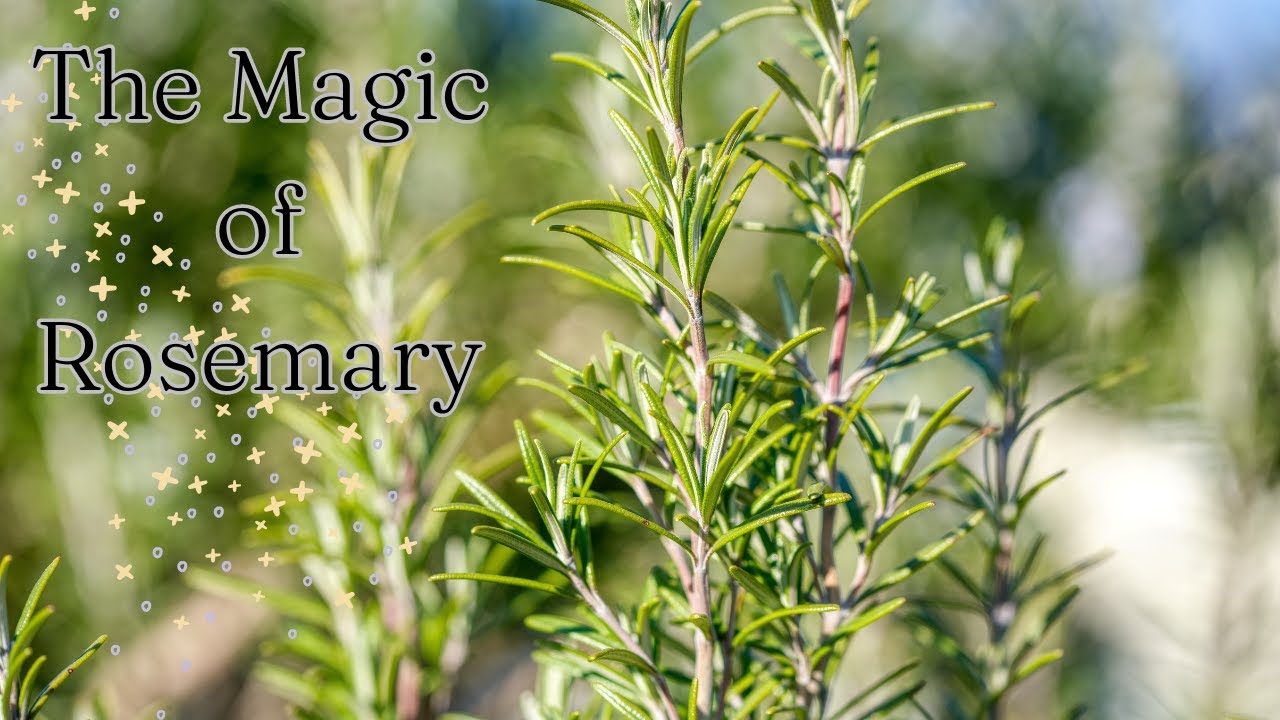 The Magic of Rosemary: Uses, benefits and folklore ll Green Witch Garden Series (Ep.1)