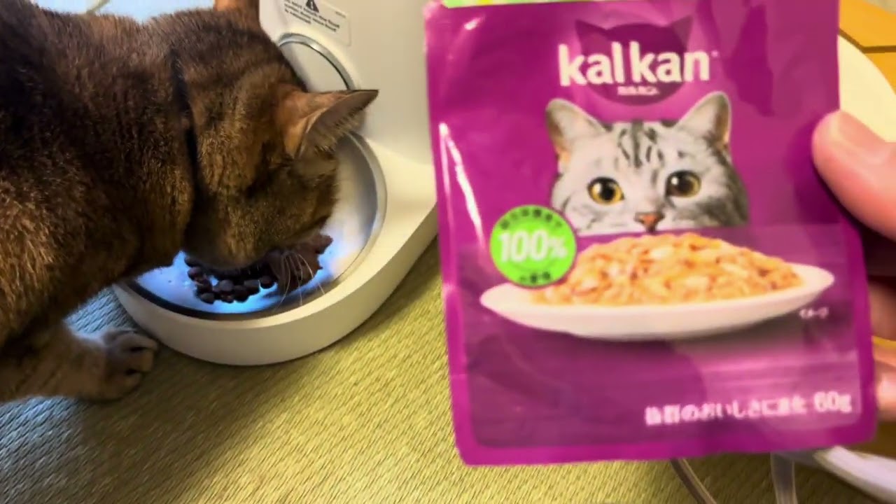 ご飯の時、メーと泣くノアよ❣️