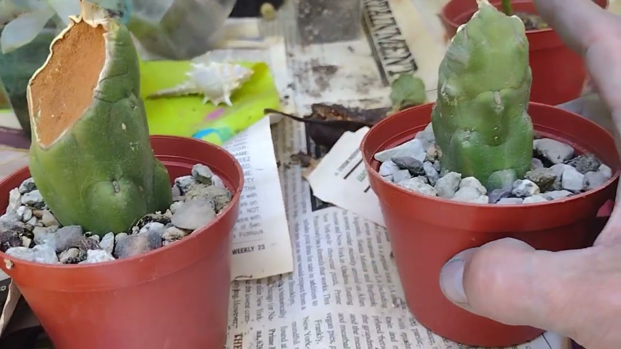 Eve's Needle propagation from cuttings