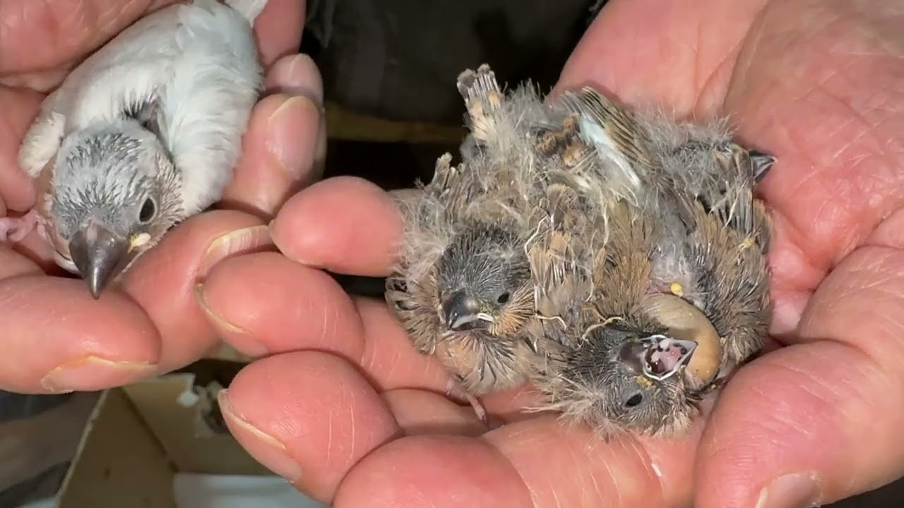 キンカチョウのヒナです。