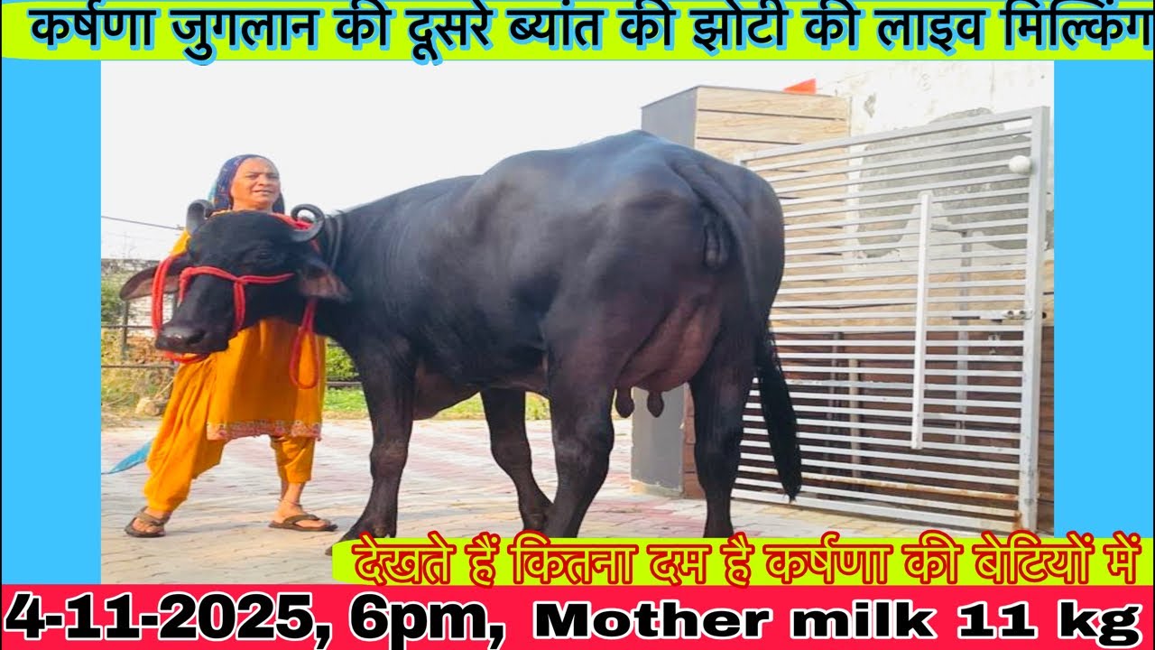 कर्षणा जुगलान बुल 🐂 की दूसरे ब्यांत 6 दाँत झोटी की लाइव मिल्किंग, Owner-:Sukhbir Juglan