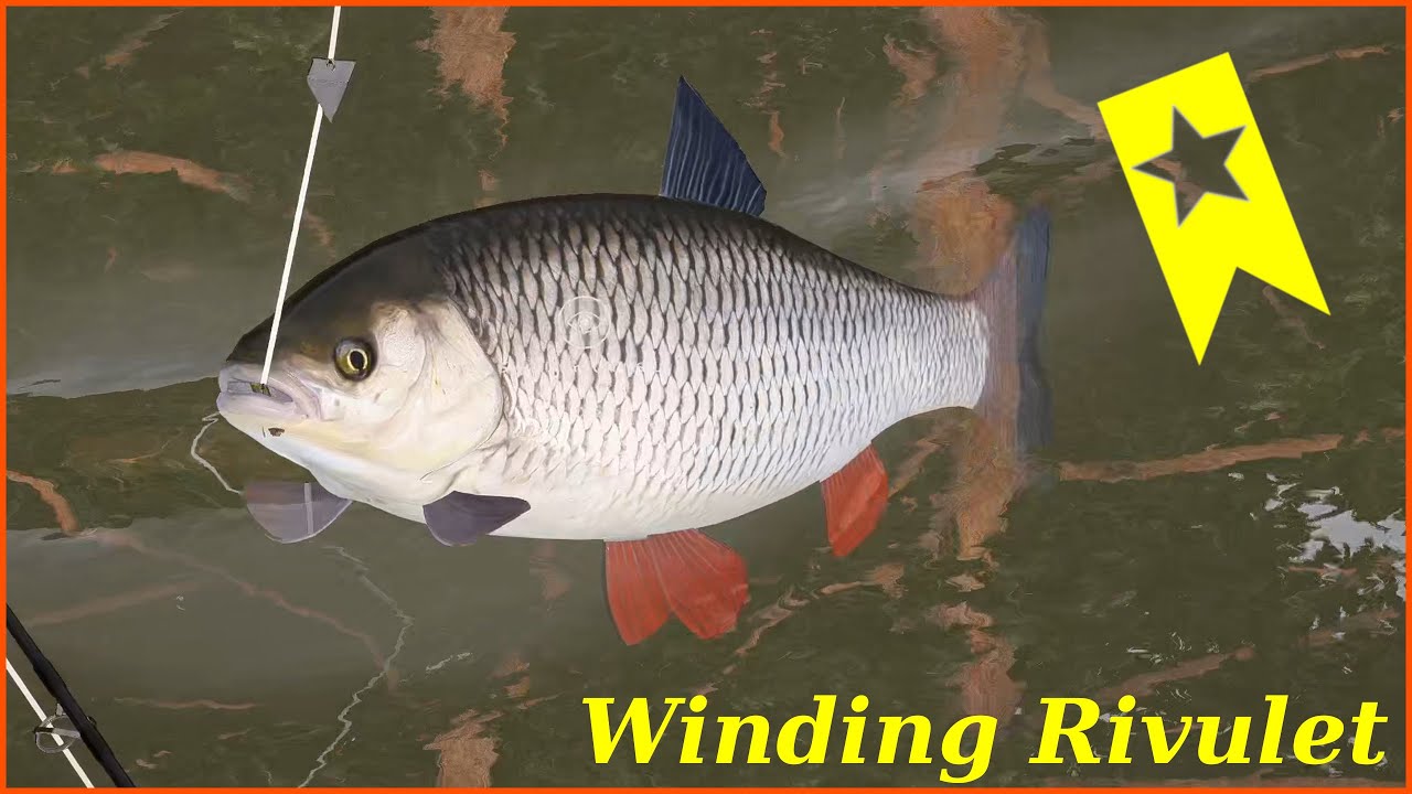 Nice sillver spot Trophy Chub Kleń Winding Rivulet Russian Fishing 4 rf4 spot  #mjplay