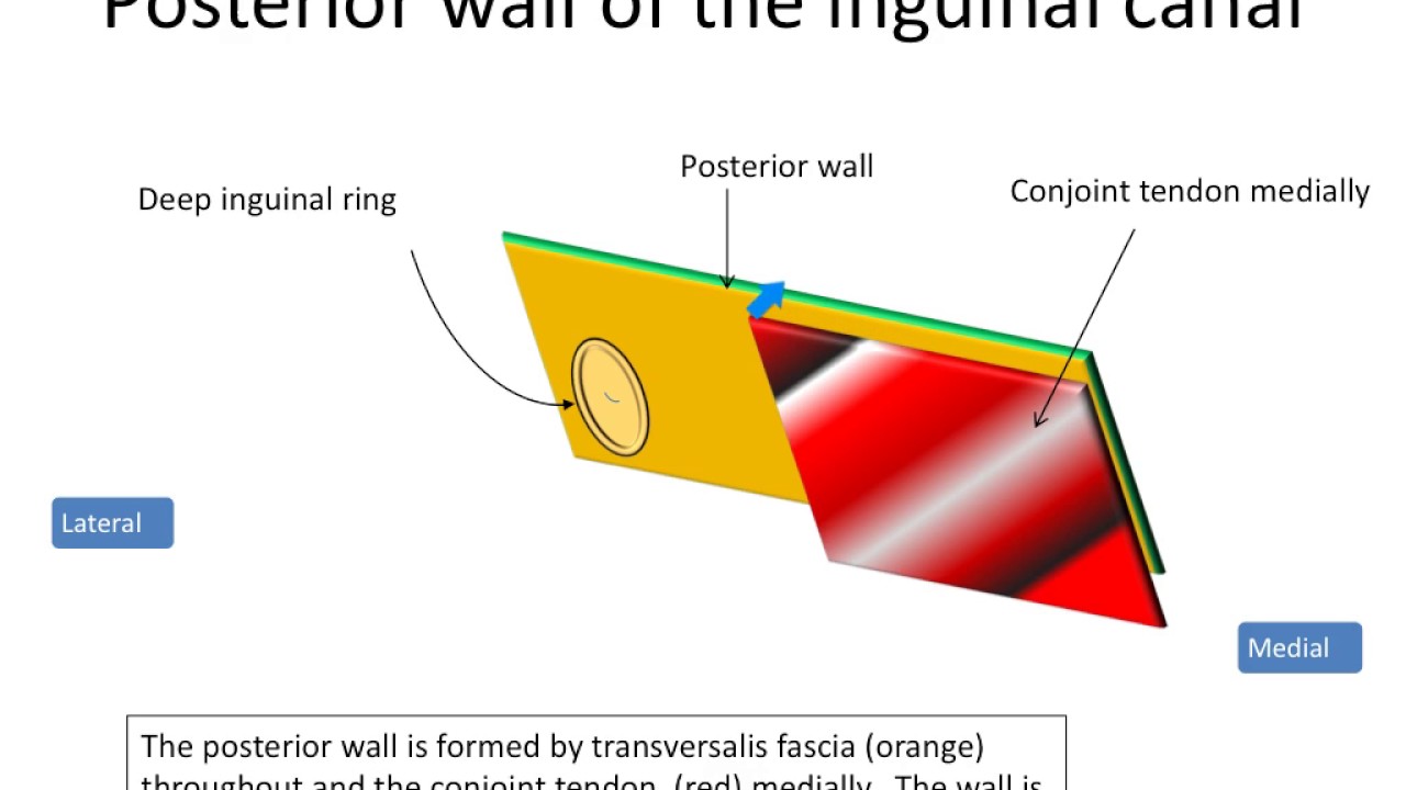Inguinal canal