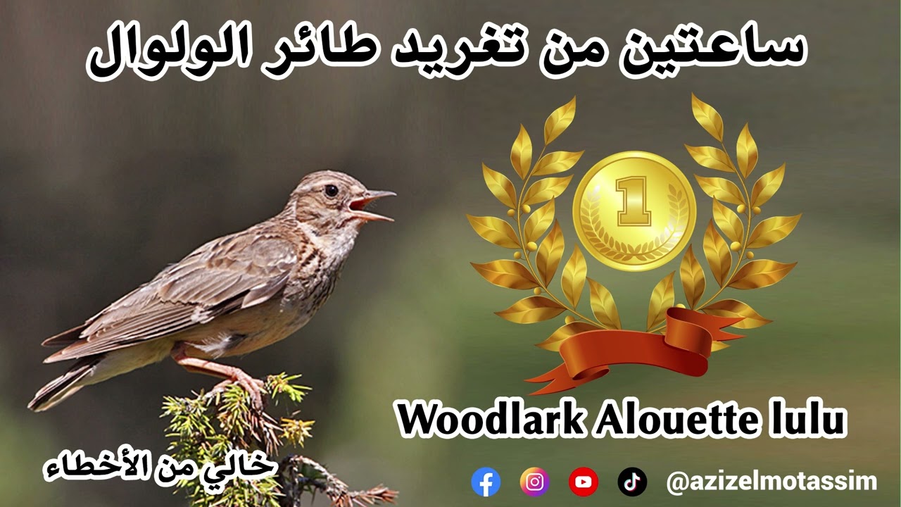 ساعتين من تغريد طائر الولوال Woodlark Alouette lulu