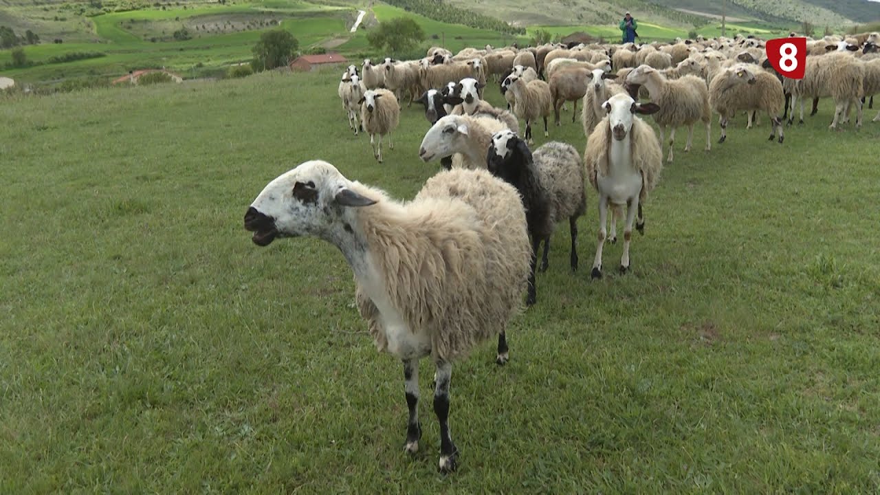 Campo Palentino (8-5-2025)