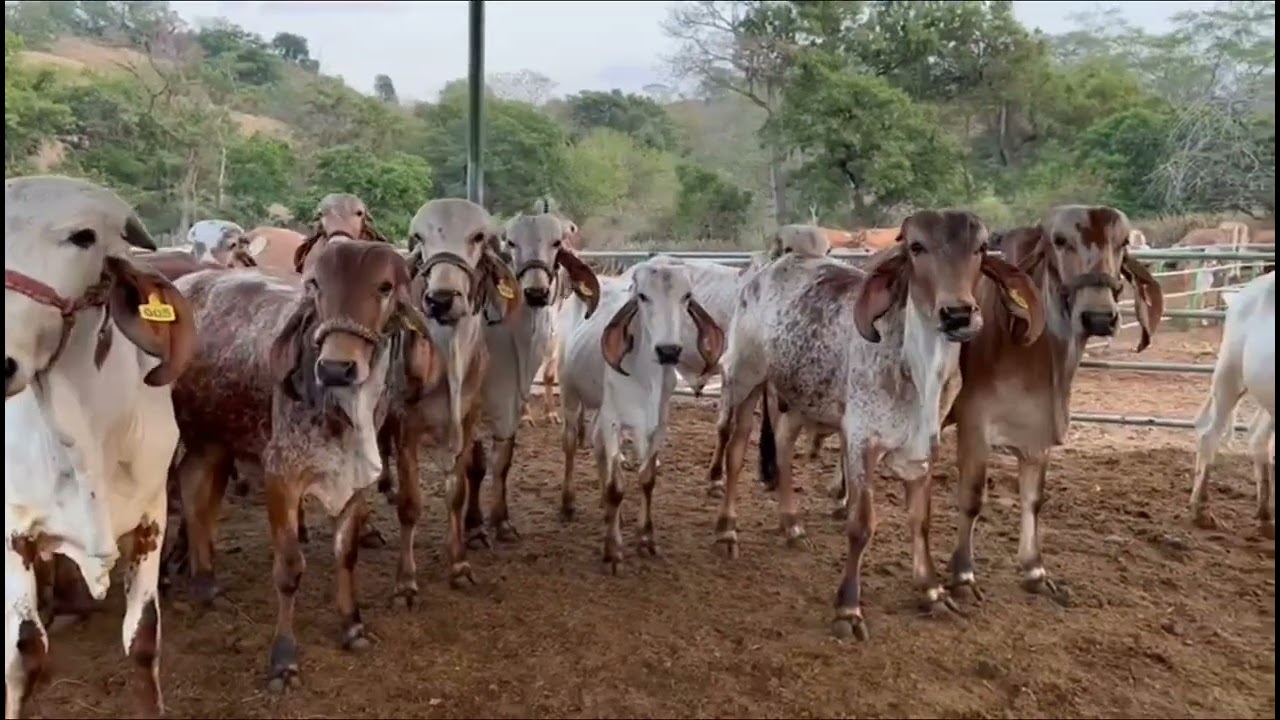 Precios de Ganado ¿Como esta la oferta y la demanda? | El Salvador en el Campo #vacas