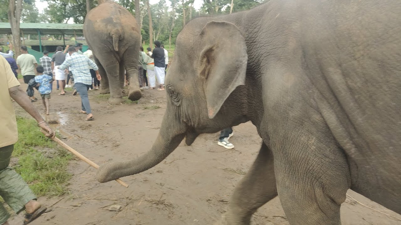 Beautiful 🐘 