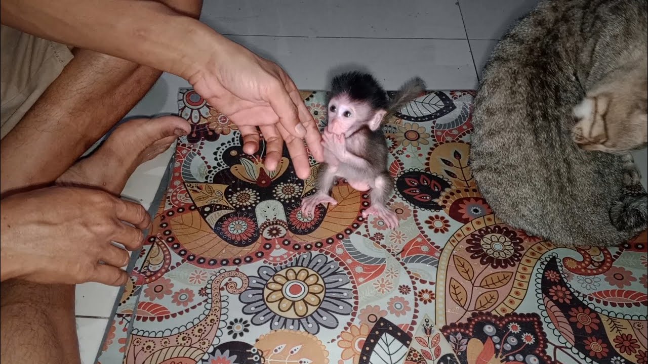 OMG! Tiny baby drinking milk at night and listening to the crows🙈🦇