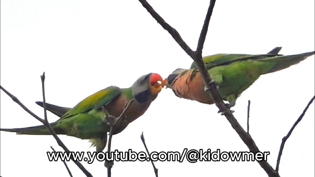 RED-BREASTED PARAKEETS' (failed) Courtship Feeding, Singapore 