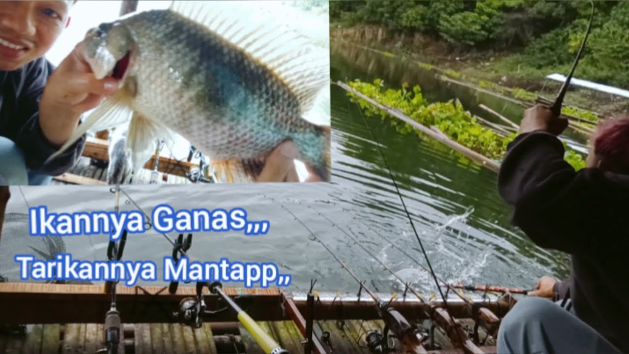 Mancing Jatiluhur Lapak Nagrok, Ikan Disini Ganas 