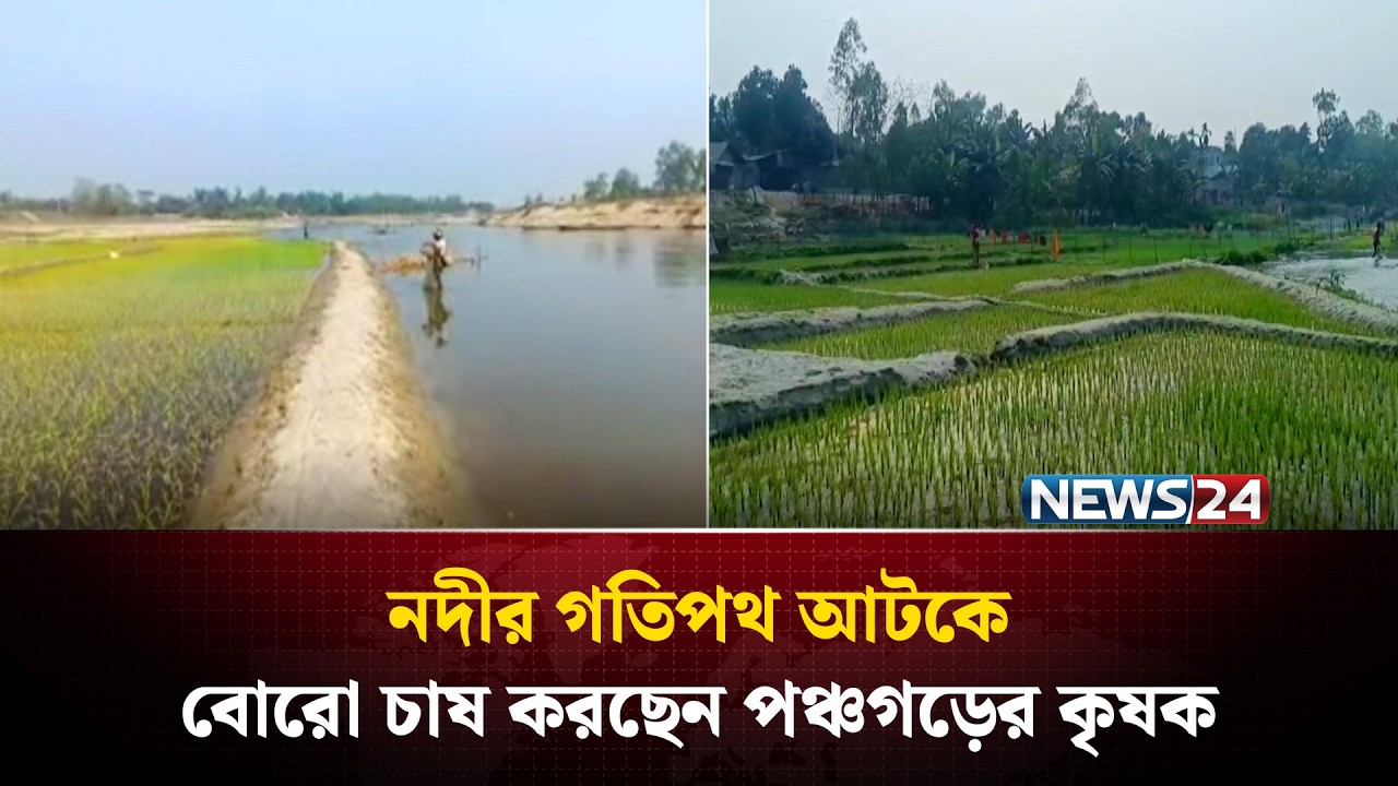 পঞ্চগড়ের নদীর বালু চরে বোরো চাষাবাদ করছে স্থানীয় কৃষক | News24
