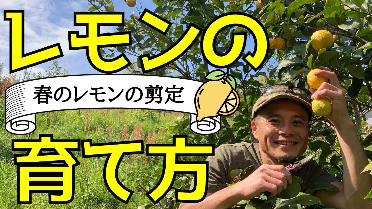 レモンの木の育て方　春のレモン剪定のポイント【ファームハウスみどり】