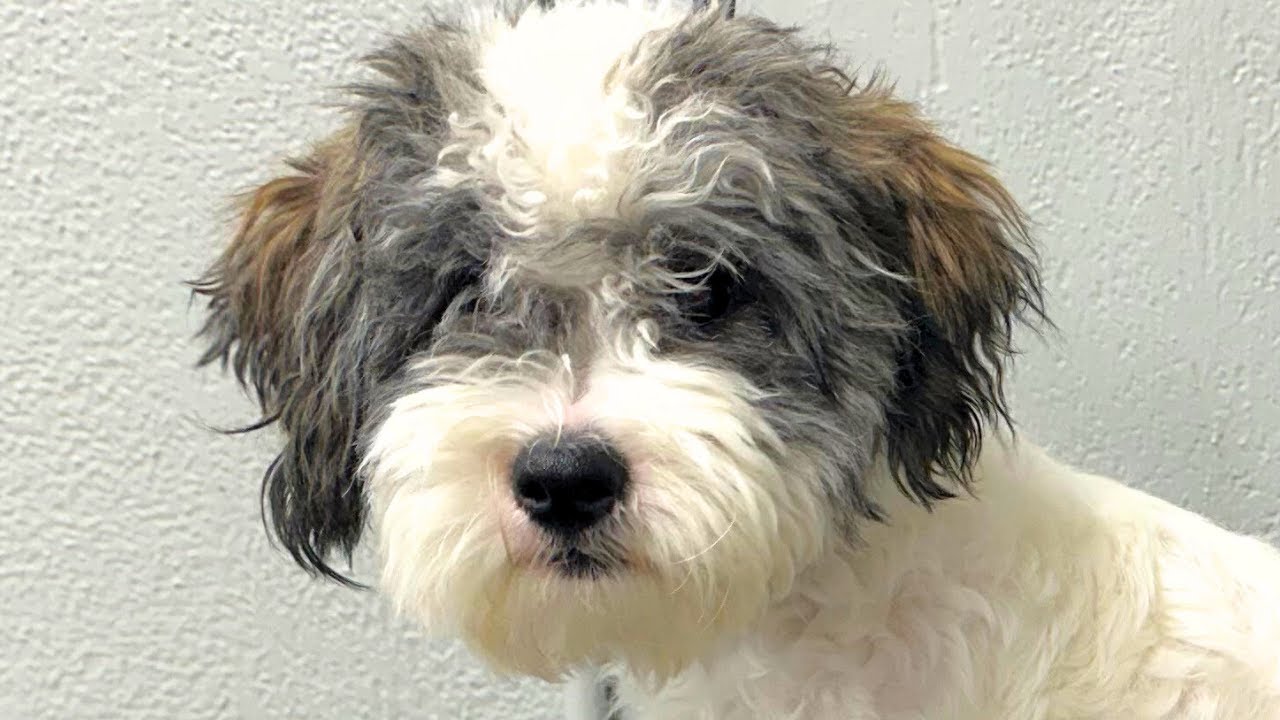 Are ALL Puppies difficult to groom?